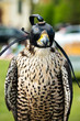 falcon with his cap