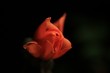 Rosy
