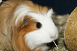 Meerschweinchen