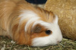 Meerschweinchen