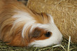 Meerschweinchen