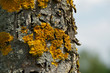 Baum