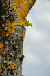 Baum
