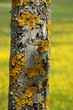 Baum