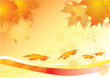 autumn leaves of maple