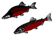 salmon collection