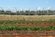 agricoltura
