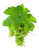 Green grapes.