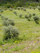 Plantation d'oliviers