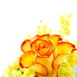 Photo en ligne au meilleur prix Red and yellow rose arrangement