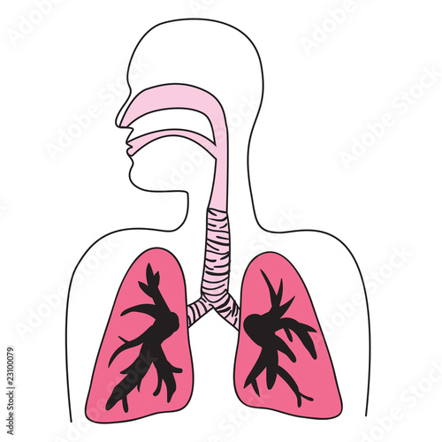 Respiratory System Diagram. Respiratory System Diagram