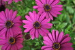 Valensian Flowers