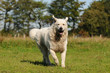 Laufender Kuvasz