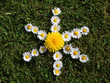 Daisy Star Daisy Star
