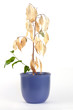 dried plant with young shoots