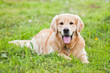 Gold retriver