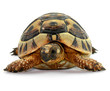 tortue