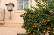 Orange tree on a street in Seville Orange tree on a street in Seville