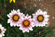 fiori