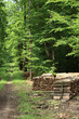 bois de chauffage en forêt