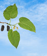 Black mulberry Black mulberry