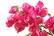 Bougainvillier