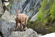 Ibex in Chamonix Ibex in Chamonix