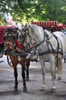 Foto: Horse and carriage Horse and carriage