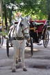 Foto: Horse and carriage Horse and carriage