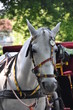 Foto: Horse and carriage Horse and carriage