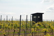 Weinanbau Weinanbau