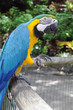 perroquet Ara Ararauna, au jardin botanique de Deshaie