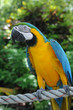 perroquet Ara Ararauna, au jardin botanique de Deshaie