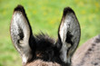 Oreilles