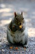 Grey Squirrel