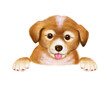 可愛い犬
