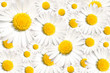 Daisy background