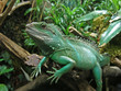 grüne wasser agame leguan