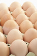 Eier