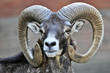 Mountain Mouflon Mountain Mouflon