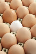 Eier