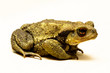 Crapaud