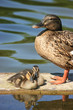 proud mother duck with two ducklings