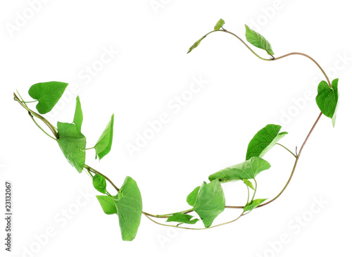 Photo: liana plant - bindweed liana plant - bindweed