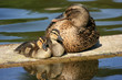proud mother duck with two ducklings