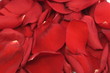 background of the beautiful delicate red rose petals background of the beautiful delicate red rose petals