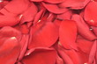 background of the beautiful delicate red rose petals background of the beautiful delicate red rose petals