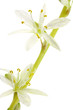 fleurs de Phalangère, Chlorophytum comosum, fond blanc