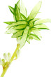 Plante araignée, Phalangère, Chlorophytum comosum,