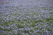 Champs de fleur de lin